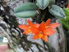Cattleya cernua