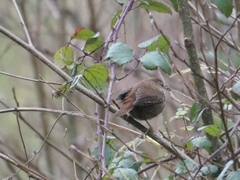Troglodytes troglodytes