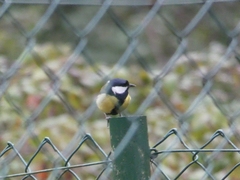 Parus major