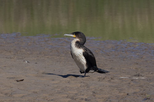 iNaturalist: (c) ianrijsdijk, some rights reserved (CC BY-NC), uploaded by ianrijsdijk iNaturalist image