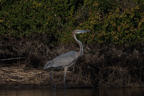 iNaturalist image