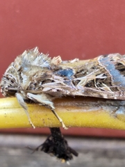 Spodoptera littoralis