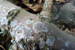 Lecanora albella