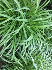 Liliopsida