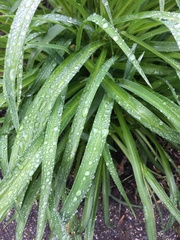 Liliopsida