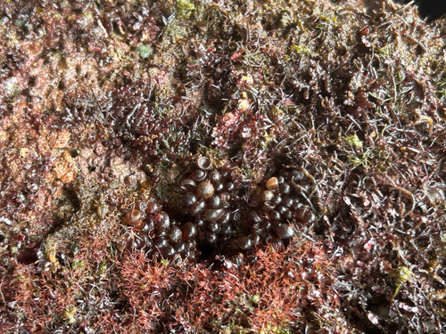 Botryocladia, 2026-06-04