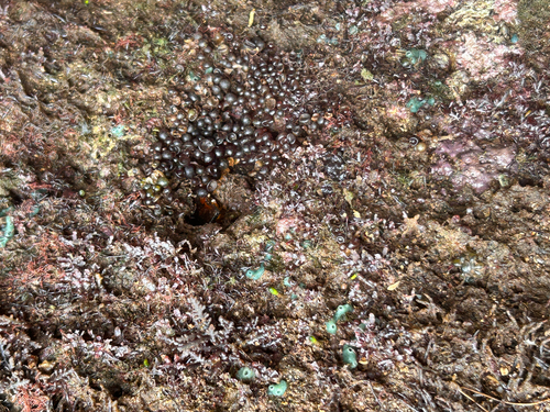 Botryocladia, 2026-06-04