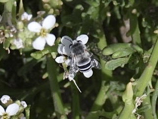 Amegilla fasciata