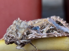 Spodoptera littoralis