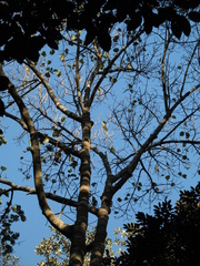 Couma macrocarpa