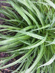 Liliopsida