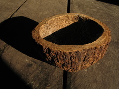 Bertholletia excelsa