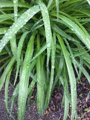 Liliopsida