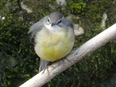 Motacilla cinerea