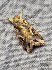 Spodoptera littoralis