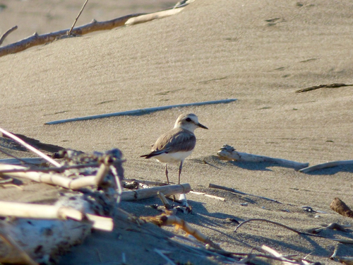 Kentish Plover