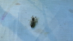 Pseudicius encarpatus