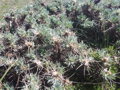 Astragalus arnacantha