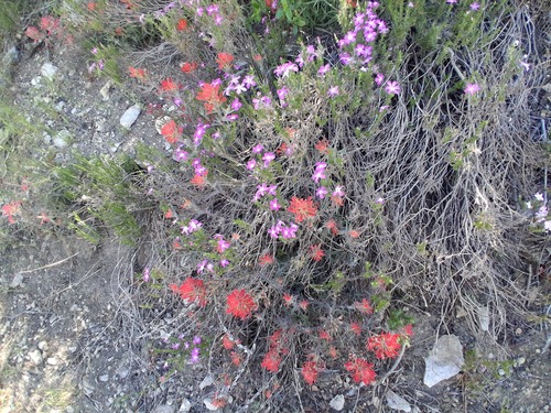 Linanthus californicus