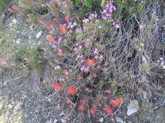 Linanthus californicus