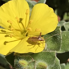 Creontiades rubrinervis