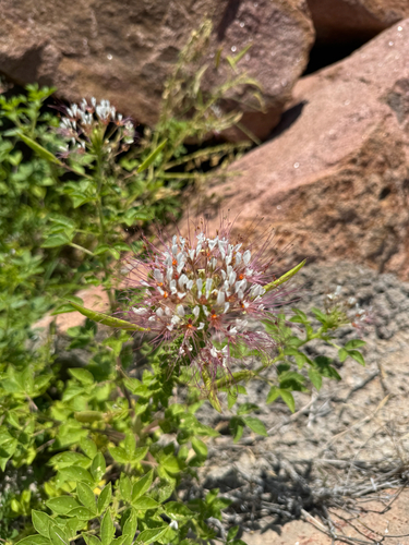 redwhisker clammyweed