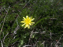 Takhtajaniantha crispa