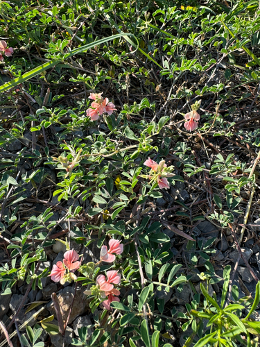 Scarlet Pea