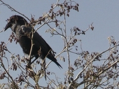 Corvus corone