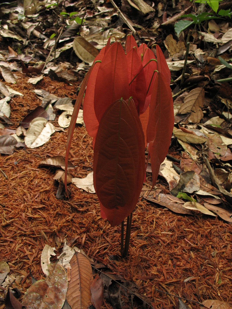 Scleronema