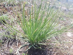 Asphodeline taurica