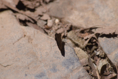Anthanassa atronia