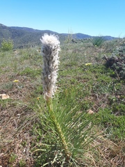 Asphodeline taurica