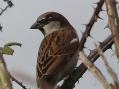 Passer domesticus