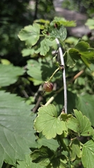 Ribes missouriense, photograph author not stated, no rights reserved