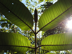 Vismia macrophylla