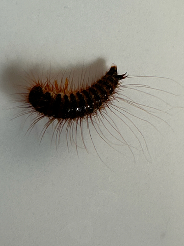 Insects