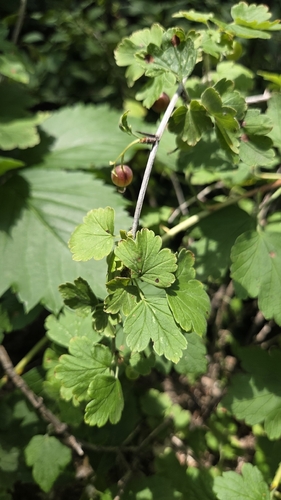 Ribes missouriense, photograph 6