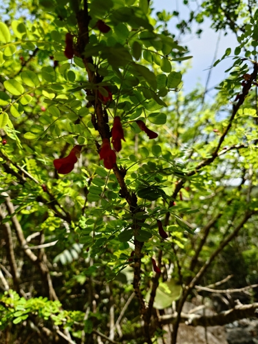 Poitea punicea, photograph 2
