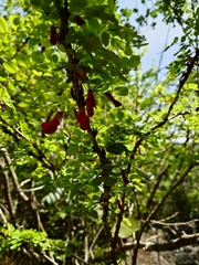Poitea punicea, photograph (c) Giovanny Vargas, some rights reserved (CC BY)