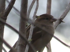 Passer domesticus