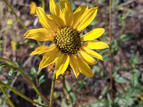 Helianthus gracilentus, photograph 4