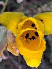 Calochortus clavatus