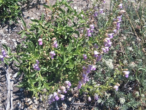 Penstemon grinnellii, photograph 4