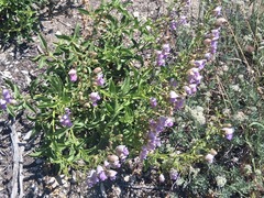 Penstemon grinnellii, photograph author not stated, no rights reserved
