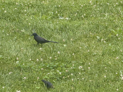 Common Grackle