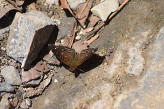 Anthanassa atronia
