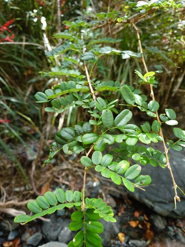 Poitea punicea