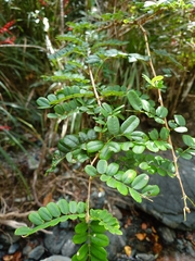 Poitea punicea