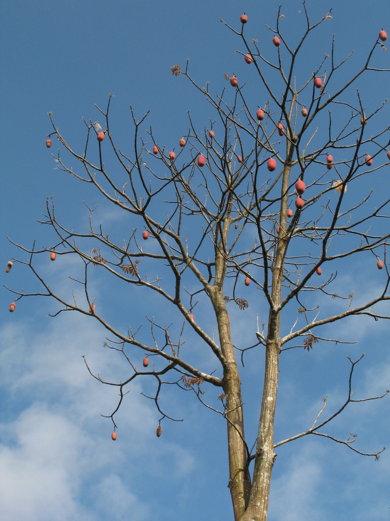 Munguba Pseudobombax Munguba Botanical Realm